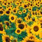 Flowers - 23