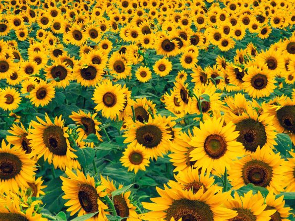 Flowers - 23