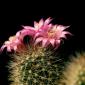 Flowers - 24