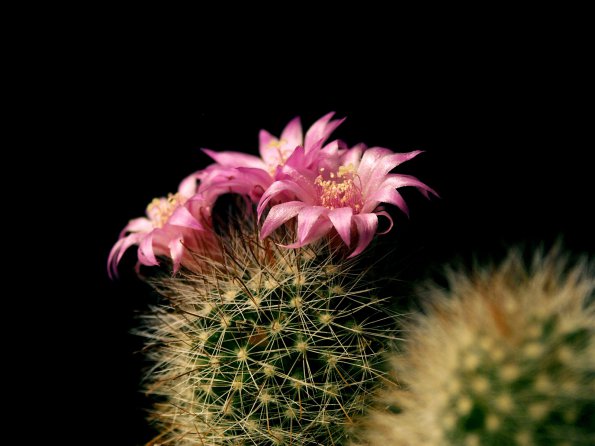 Flowers - 24