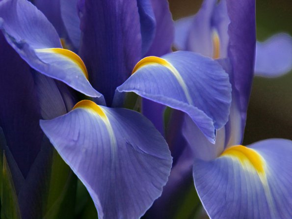 Flowers - 25