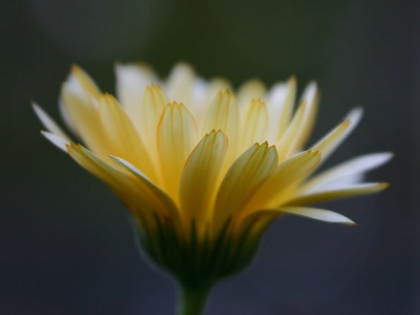 Flowers - 26