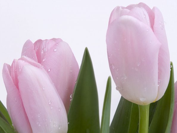 Flowers - 27