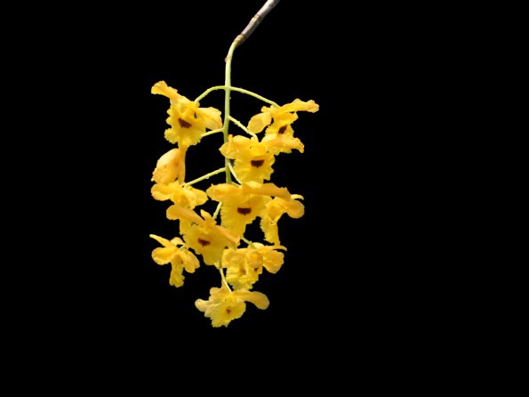 Flowers - 28