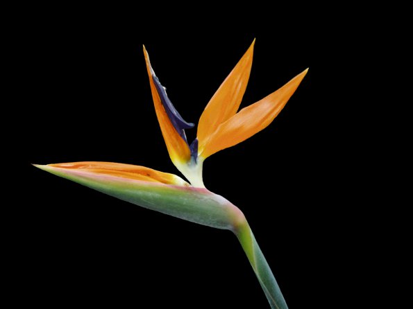 Flowers - 29