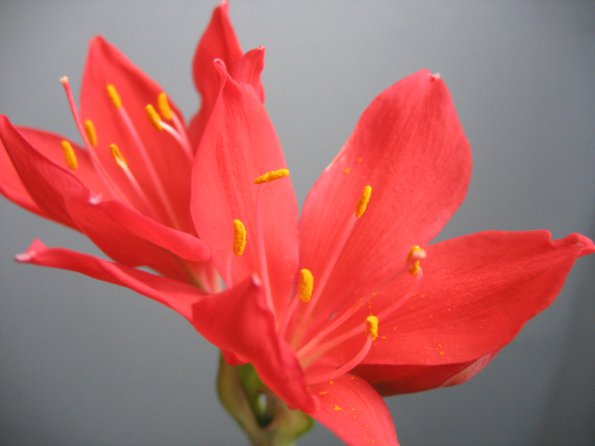 Flowers - 30