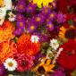 Flowers - 31