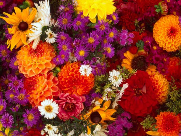 Flowers - 31