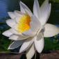 Flowers - 32