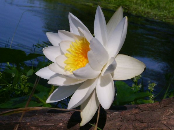 Flowers - 32