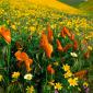 Flowers - 35