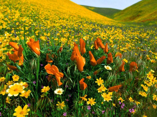 Flowers - 35