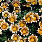 Flowers - 36