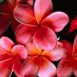Flowers - 37