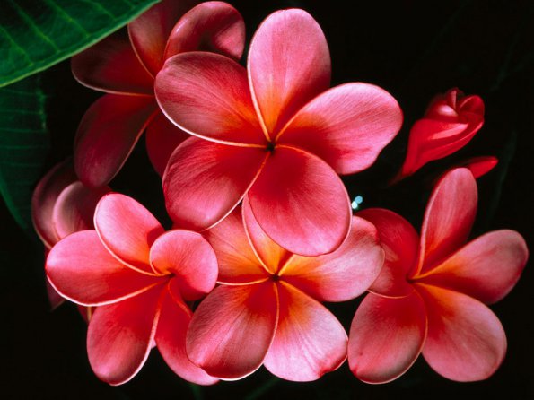 Flowers - 37