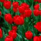 Flowers - 38