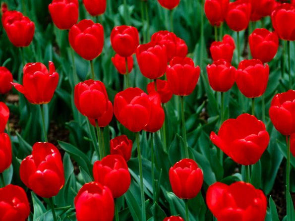 Flowers - 38