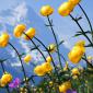 Flowers - 39