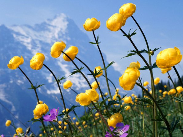 Flowers - 39