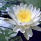 Flowers - 40
