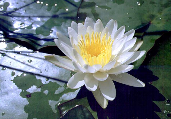 Flowers - 40