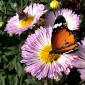 Flowers - 41