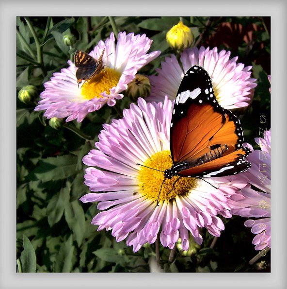 Flowers - 41