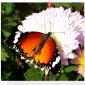 Flowers - 42