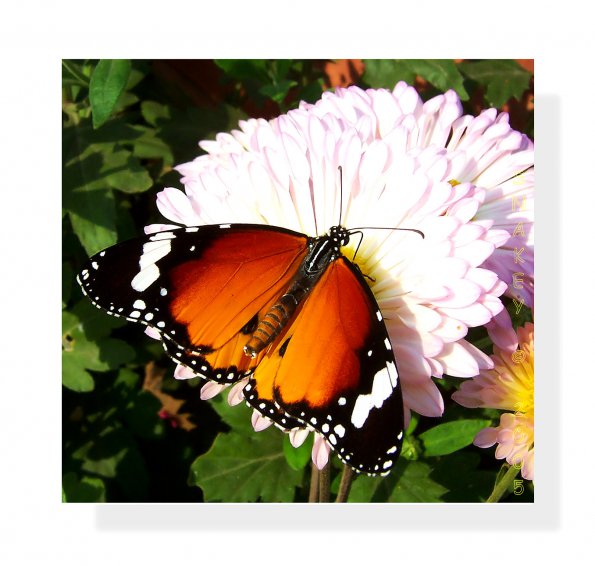 Flowers - 42