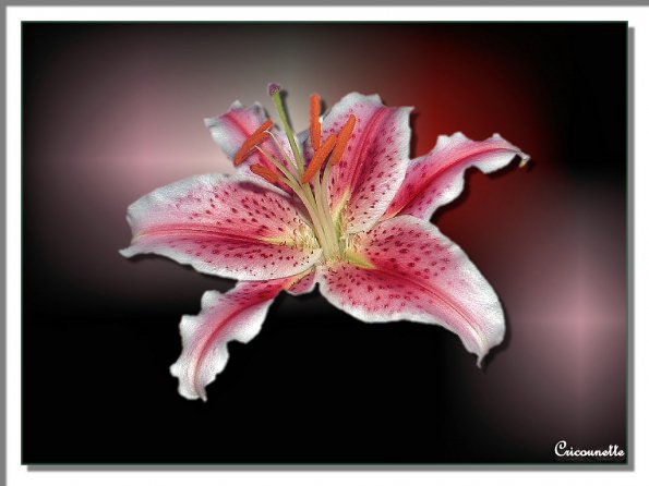 Flowers - 43