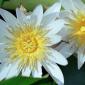 Flowers - 44