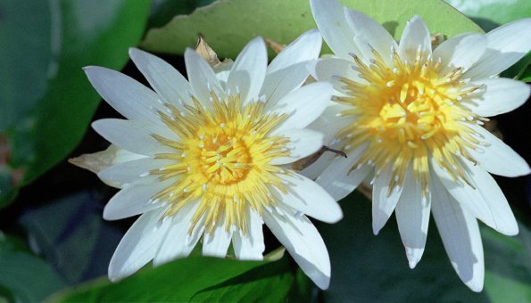 Flowers - 44