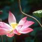 Flowers - 45