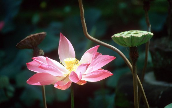 Flowers - 45
