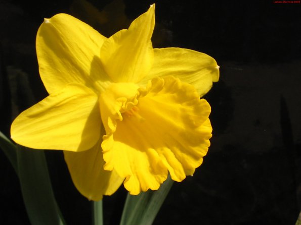 Flowers - 46