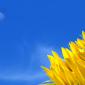 Flowers - 47