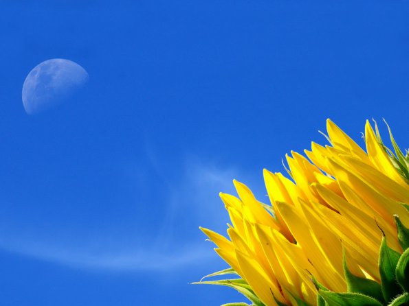 Flowers - 47