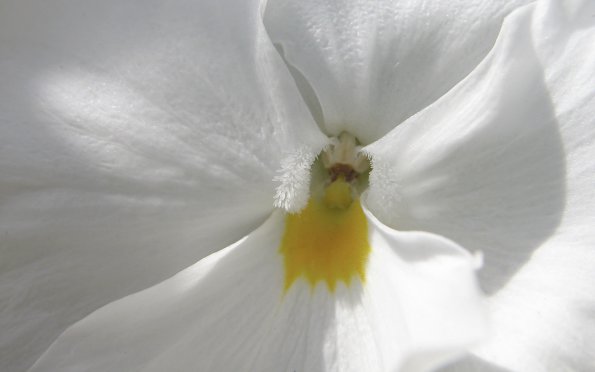 Flowers - 48