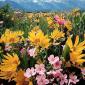 Flowers - 49