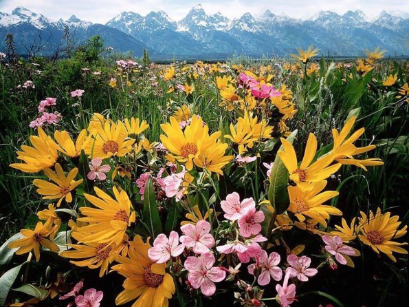 Flowers - 49