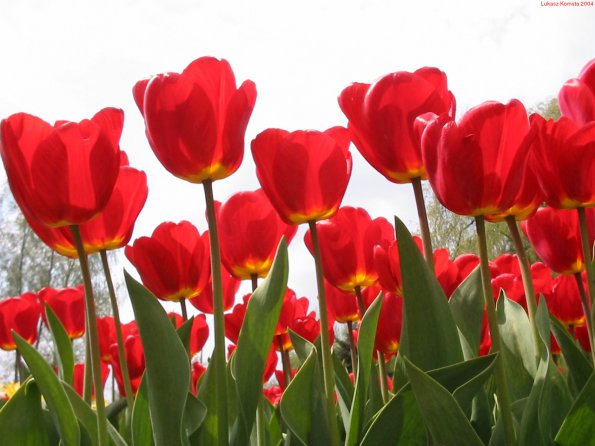 Flowers - 50
