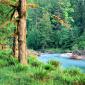 Big Leaf Maple Trees along the Quinault River. Quinault Rain Forest, Washington