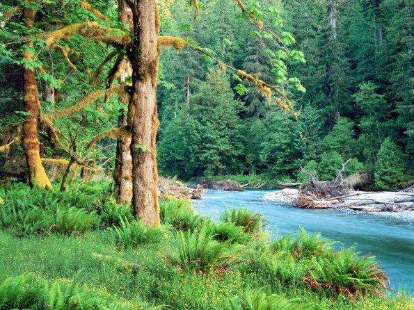 Big Leaf Maple Trees along the Quinault River. Quinault Rain Forest, Washington