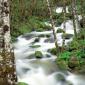 Delta Creek and Alders, Siskiyou National Forest, Oregon