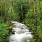 McKenzie River, Willamette National Forest, Oregon