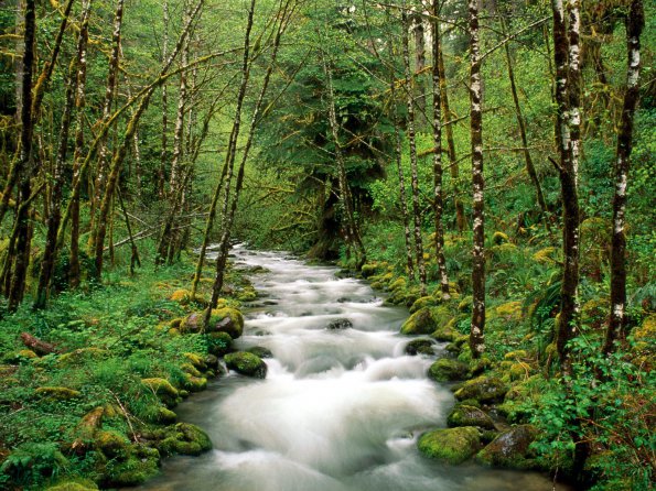 McKenzie River, Willamette National Forest, Oregon