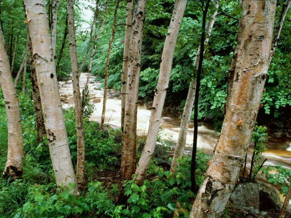 Paper Birch, White Mountains, New Hampshire