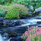 Paradise River, Mount Rainier National Park, Washington