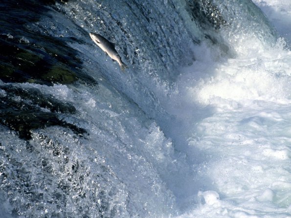 Swimming Upstream, Salmon, Alaska