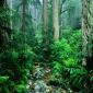 Webb Creek, Tamalpais State Park, California